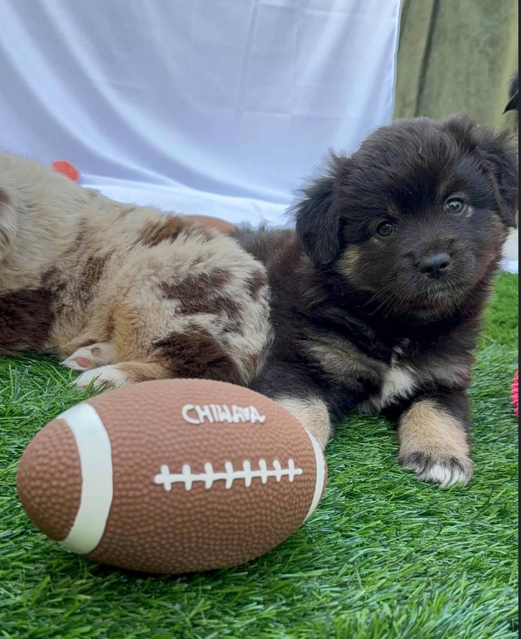 photo_2_2026-04-21_13-08-18