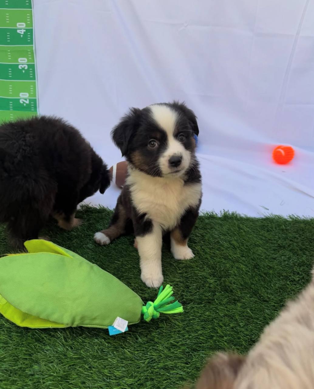 photo_2_2026-04-21_13-17-07
